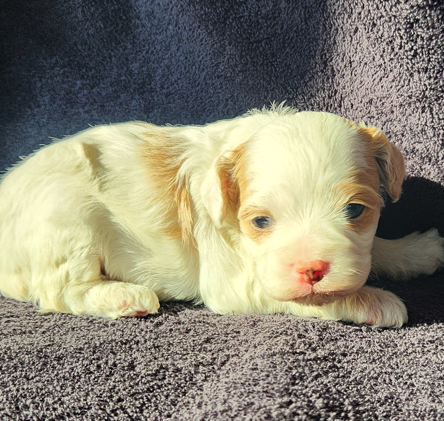 Femelle cockapoo blanche