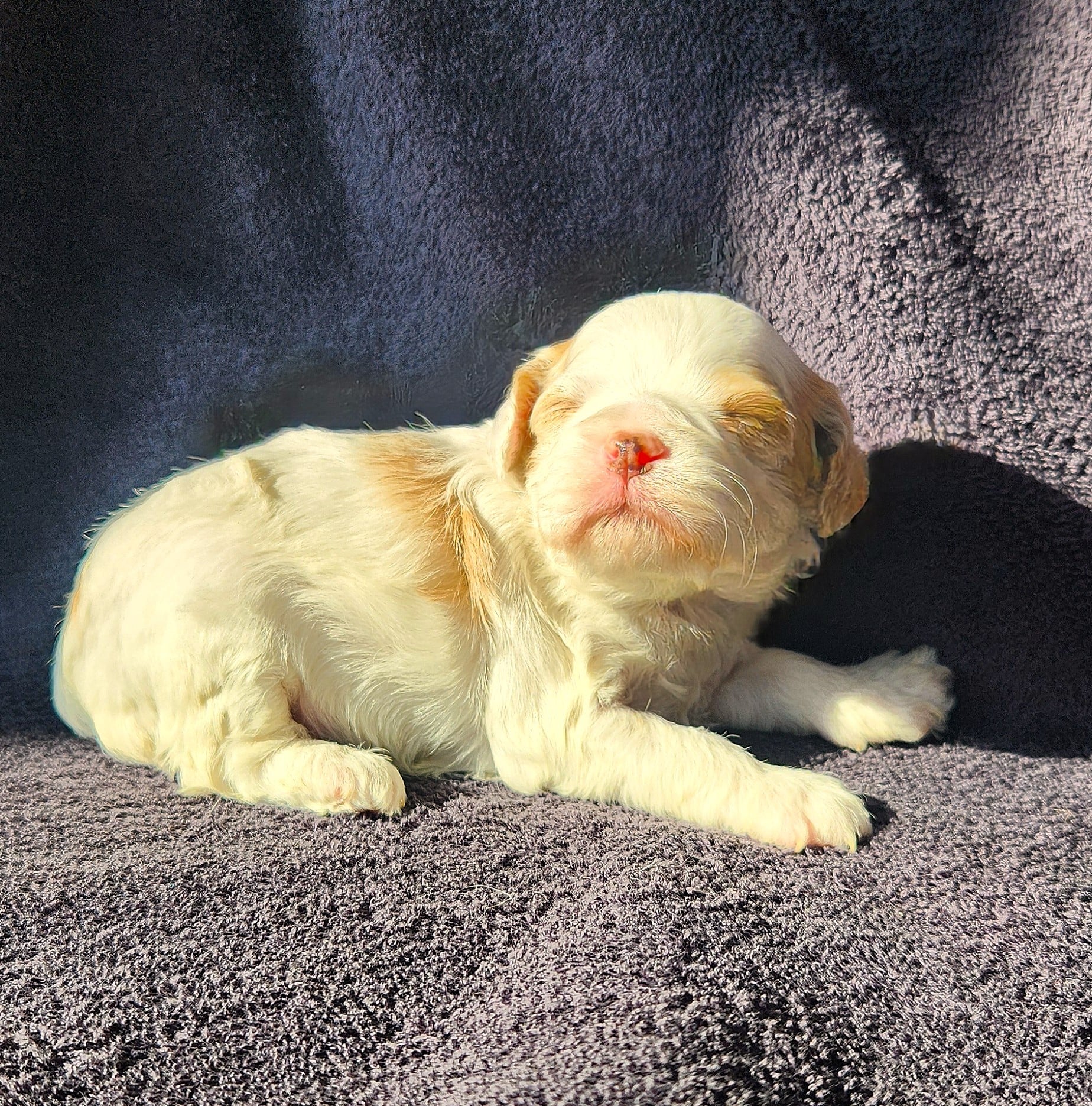Femelle cockapoo blanche