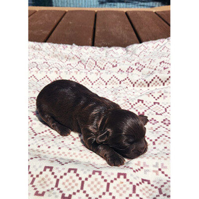 Femelle shih poo brune foncé 2