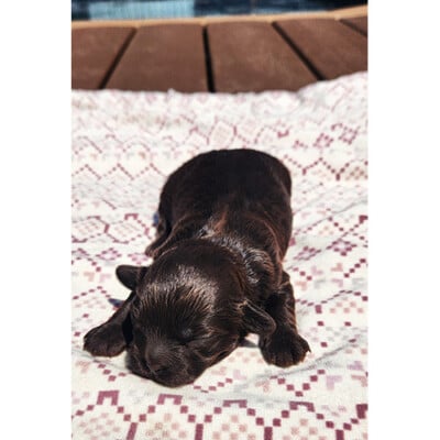 Femelle shih poo brune foncé