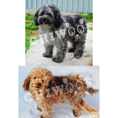 Chiot cockapoo à vendre