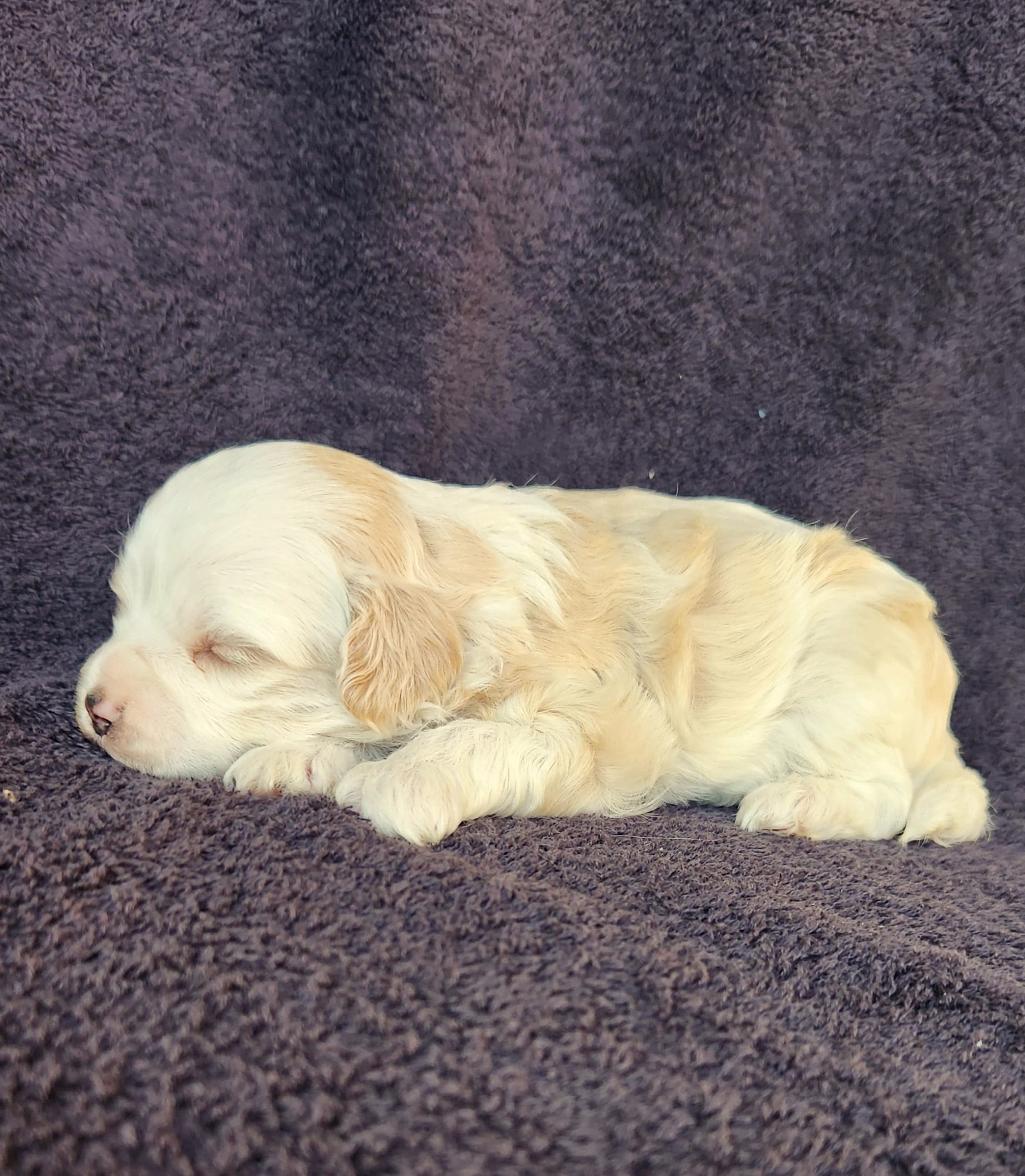 Mâle cockapoo blanc