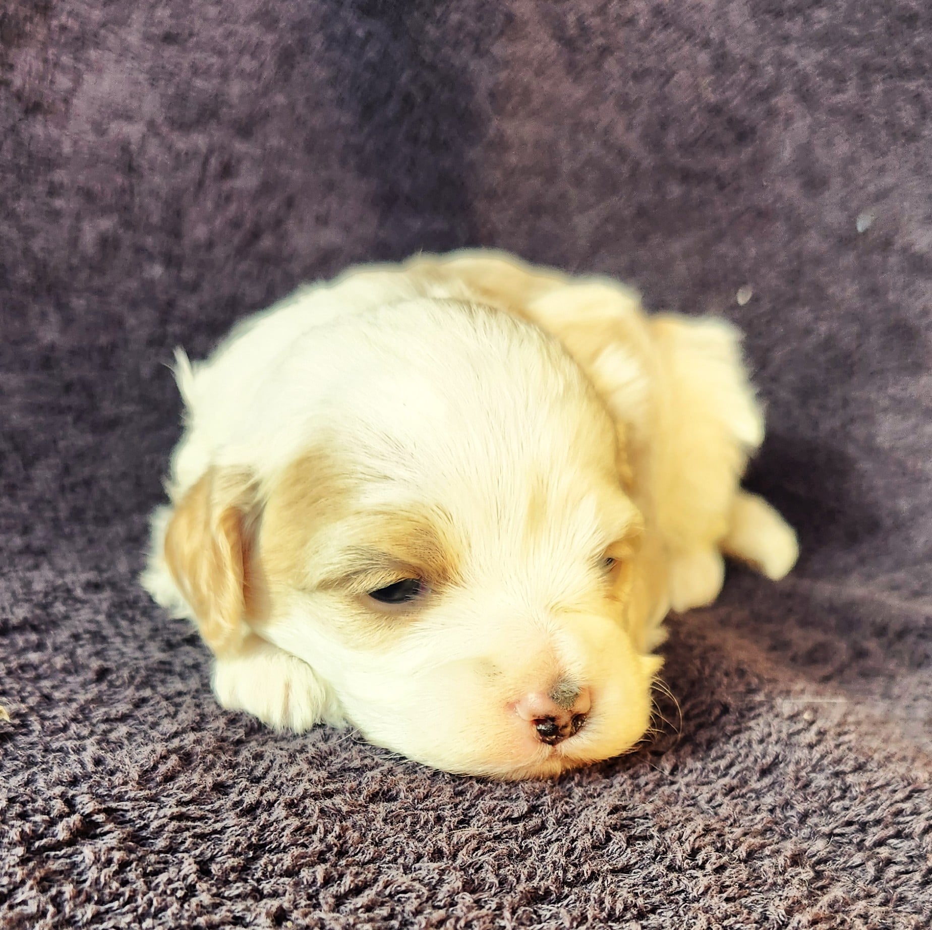 Mâle cockapoo blanc