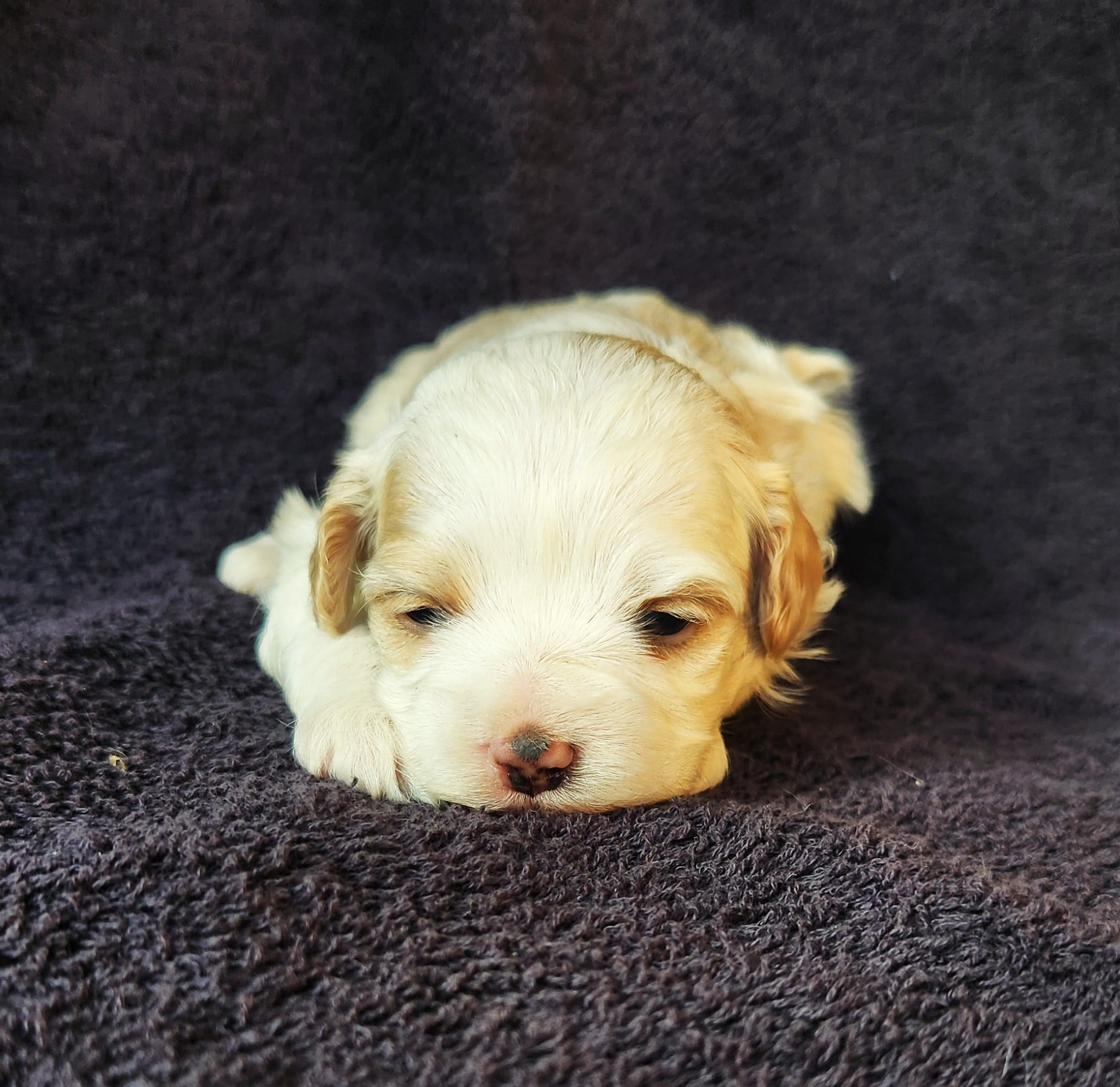 Mâle cockapoo blanc