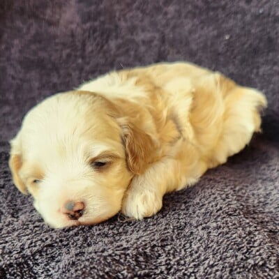 Mâle cockapoo blanc