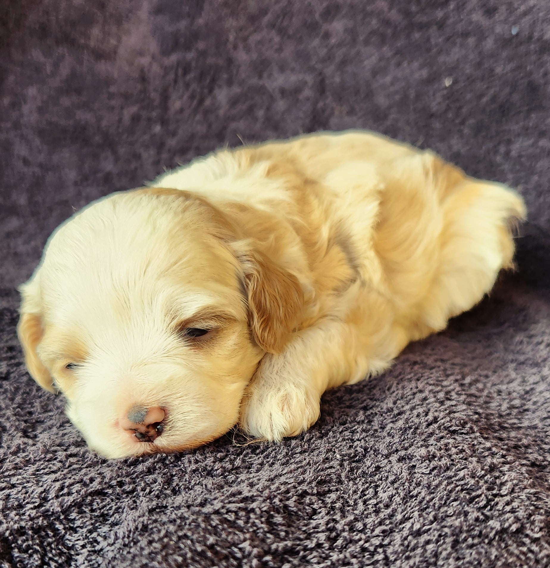 Mâle cockapoo blanc