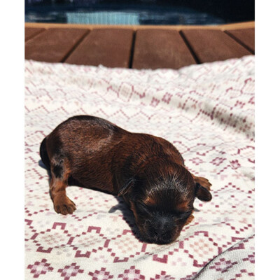 Male shih poo brun et noir 2