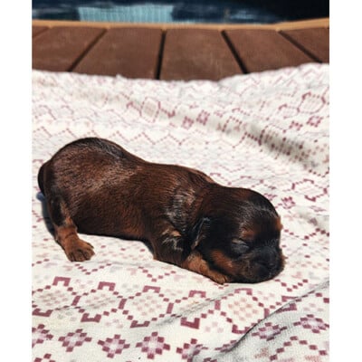 Male shih poo brun et noir