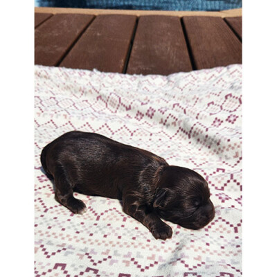 Male shih poo brun foncé 2