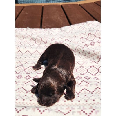 Male shih poo brun foncé
