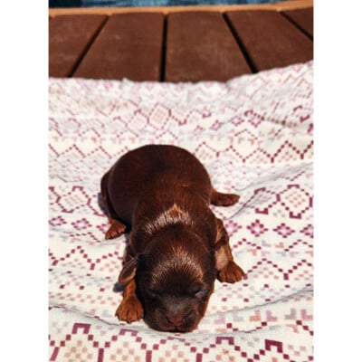 Male shih poo brun -roux 2