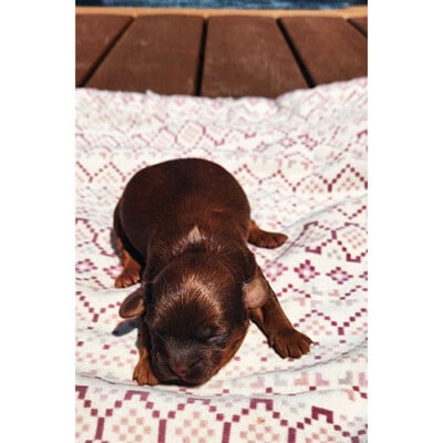 Male shih poo brun -roux