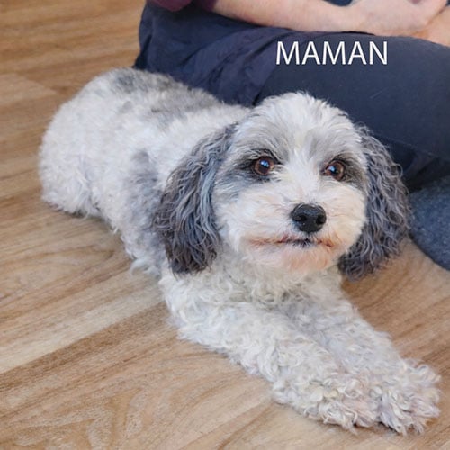 Chiot Cockapoo F1 mâle miniature blanc et noir -VENDU- – Image 5