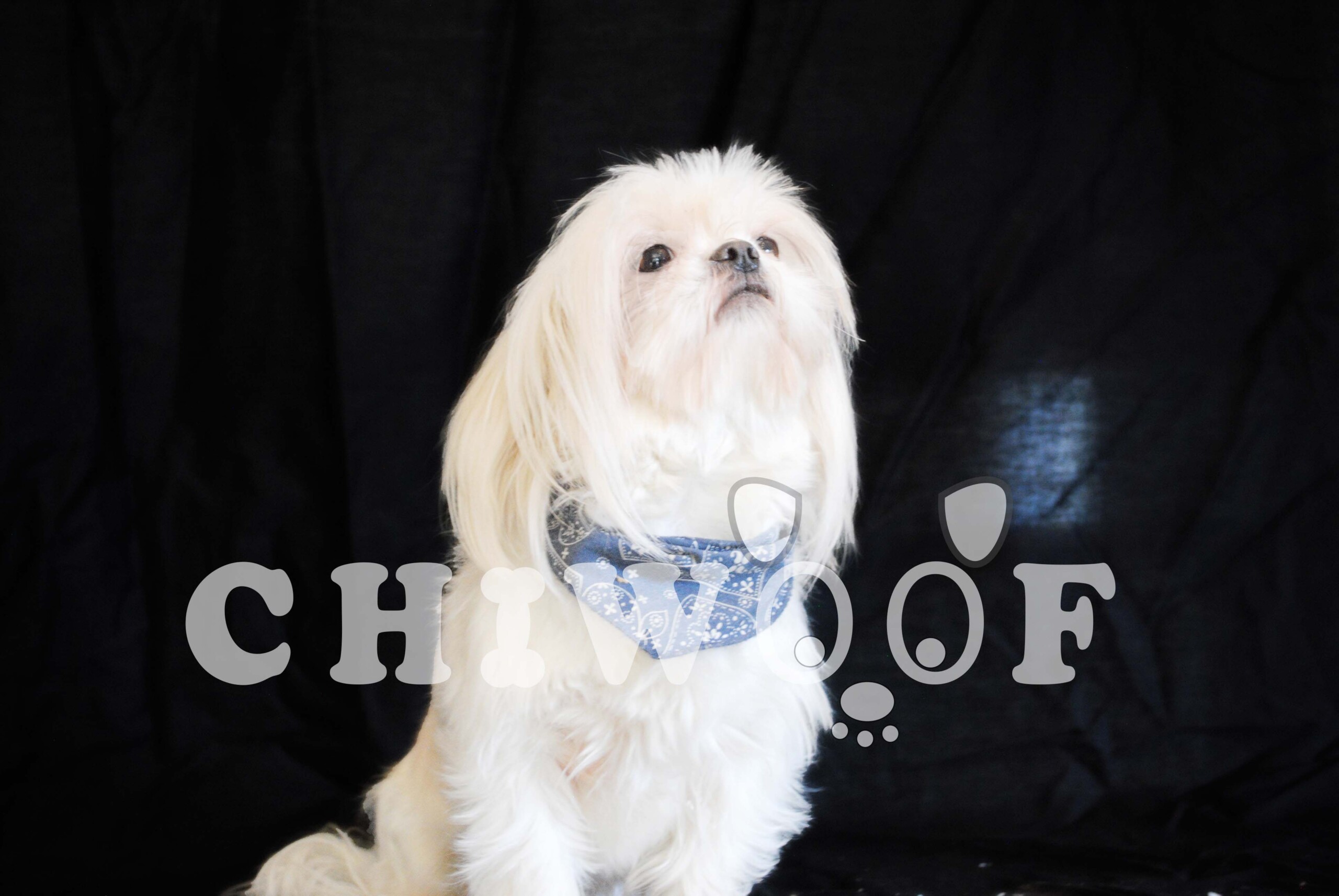 Chiot Shit Tzu