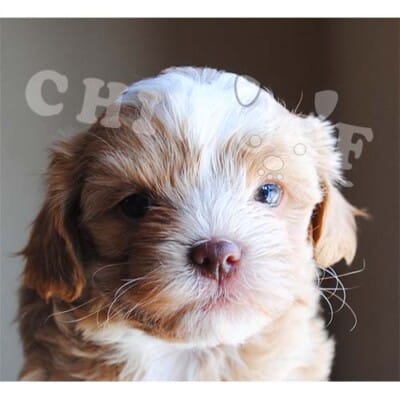 Chiot shih poo à vendre Québec