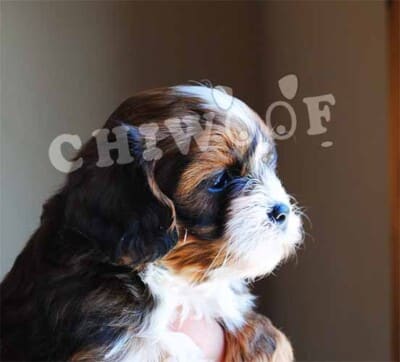Chiot shih poo à vendre Québec