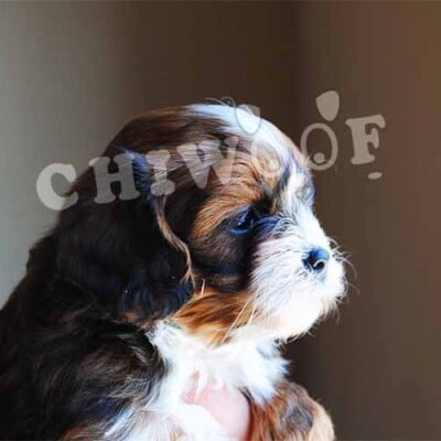 Chiot shih poo à vendre Québec