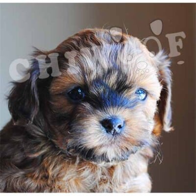 Chiot shih poo à vendre Québec