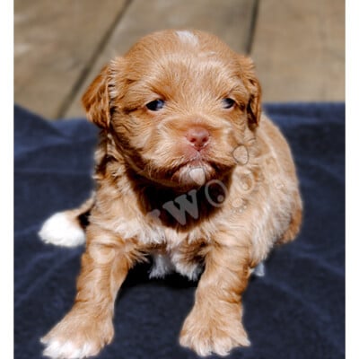 Élevage Shih poo