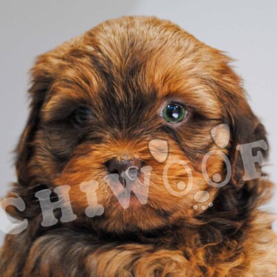 Shih poo à vendre