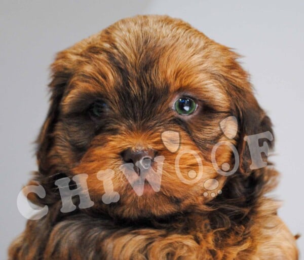 Shih poo à vendre
