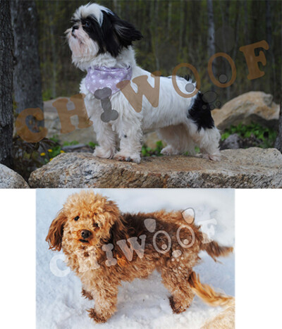 Shih poo à vendre