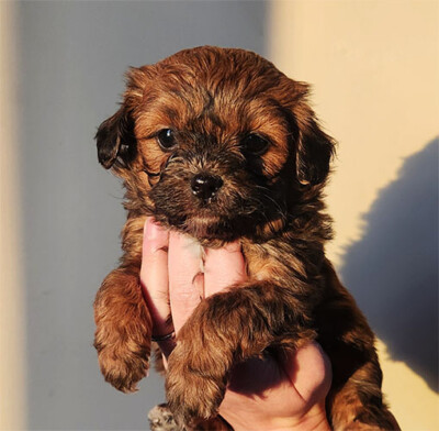 Shih poo chiot