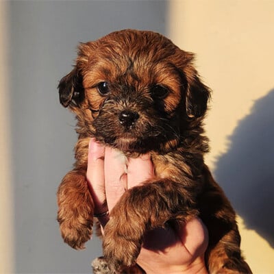 Shih poo chiot