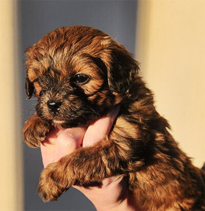 Shih poo chiot femelle