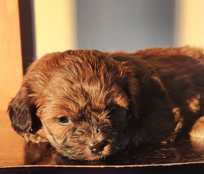 Shih poo chiot femelle à vendre