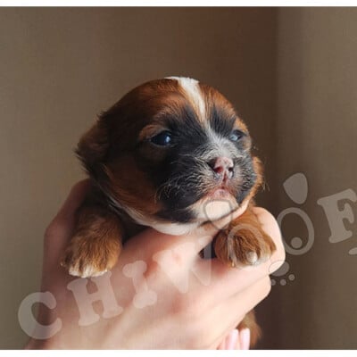 Shih poo femelle chiot tricolor