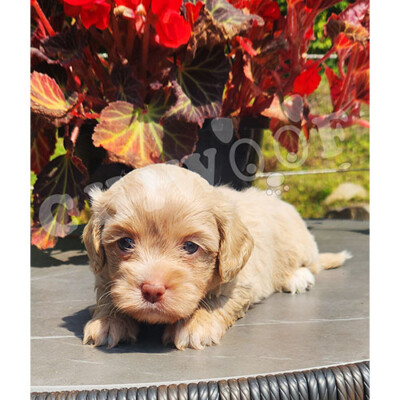 Shih poo male beige