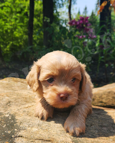 Shih poo male beige