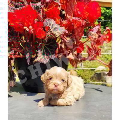Shih poo male caramel