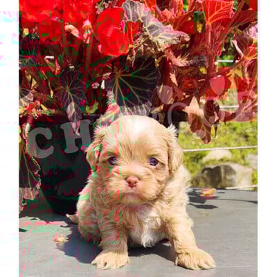 Shih poo male caramel