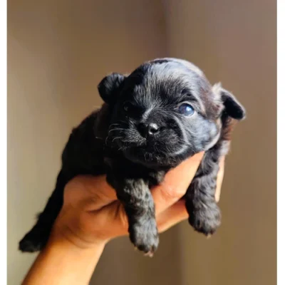 Shih poo male brun chocolat