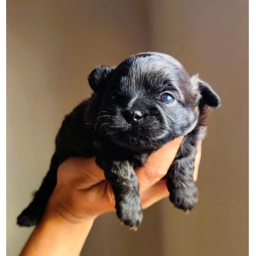 Shih poo male brun chocolat