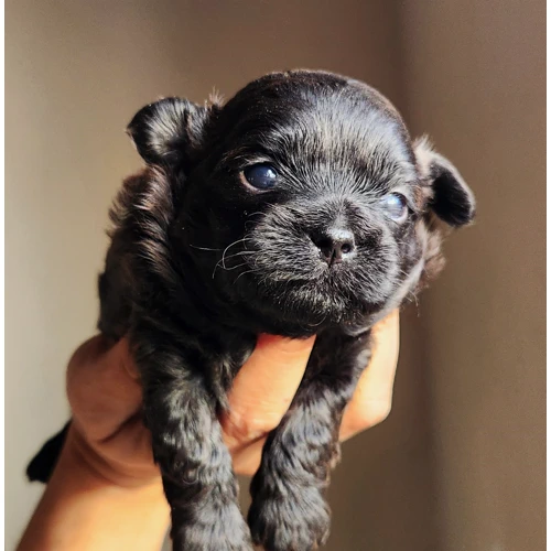 Shih poo male brun chocolat