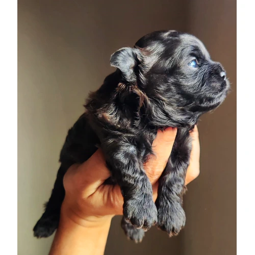 Shih poo male brun chocolat