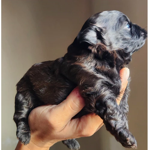 Shih poo male brun chocolat