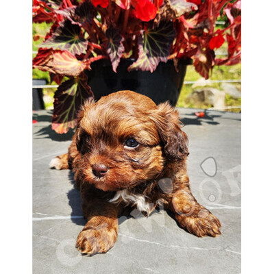 Shih poo male roux