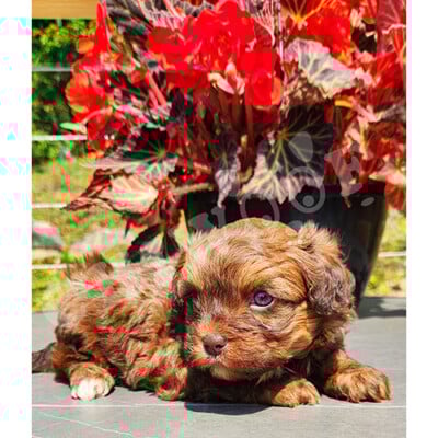 Shih poo male roux