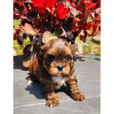Shih poo male tricolor