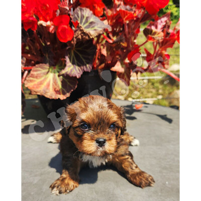 Shih poo male tricolor