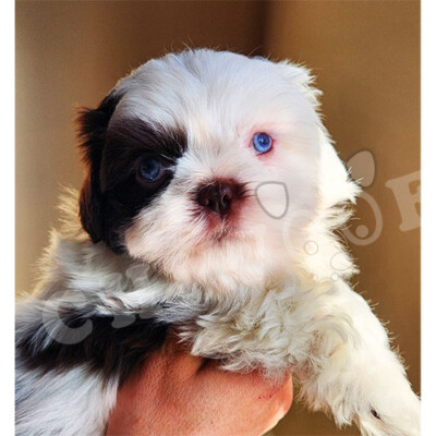 Shih tzu aux yeux bleu