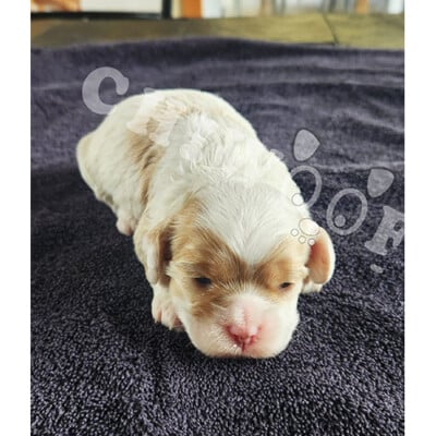 chiot cockapoo femelle blanc et caramel