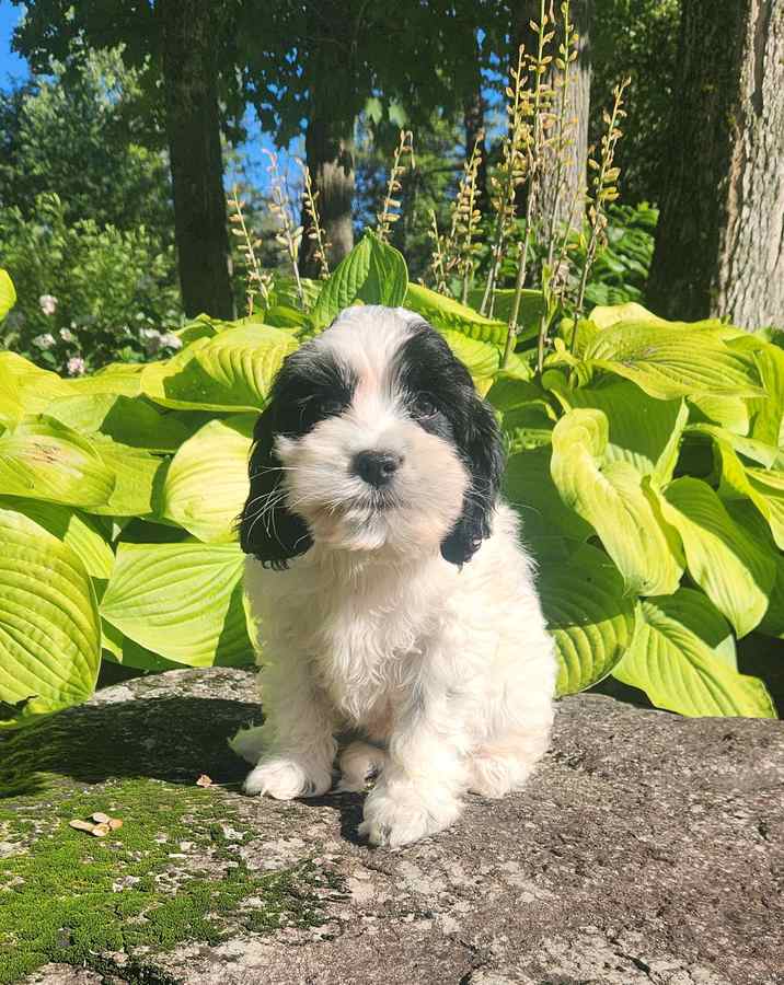 chiot-cockapoo-femelle-blanche-et-noire