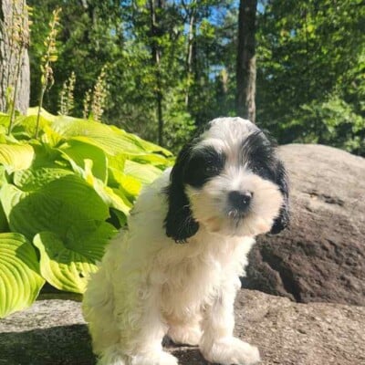 chiot-cockapoo-femelle-blanche-et-noire