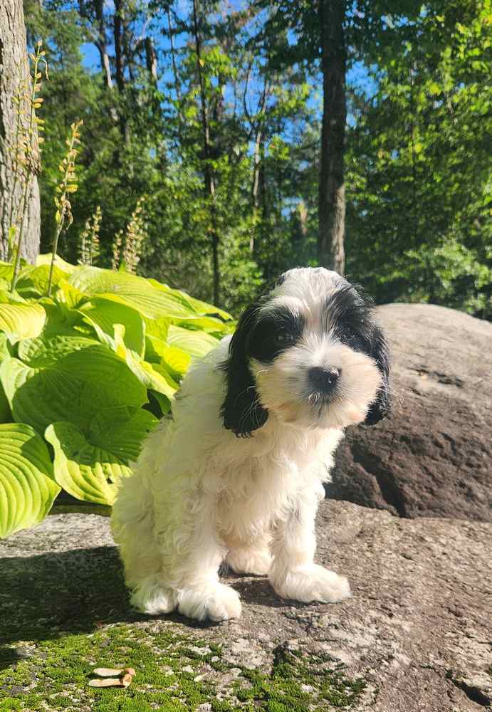 chiot-cockapoo-femelle-blanche-et-noire