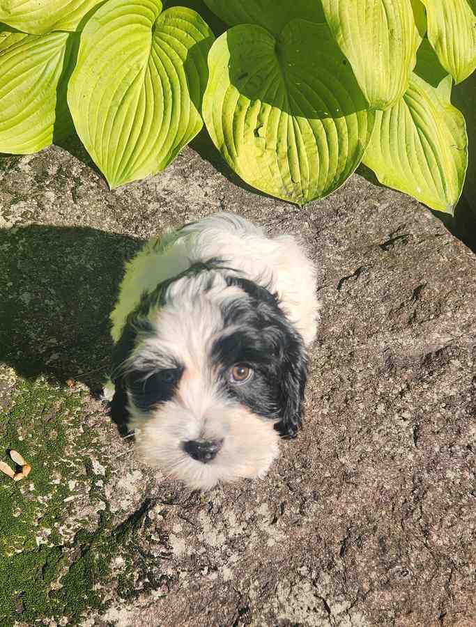 chiot-cockapoo-femelle-blanche-et-noire